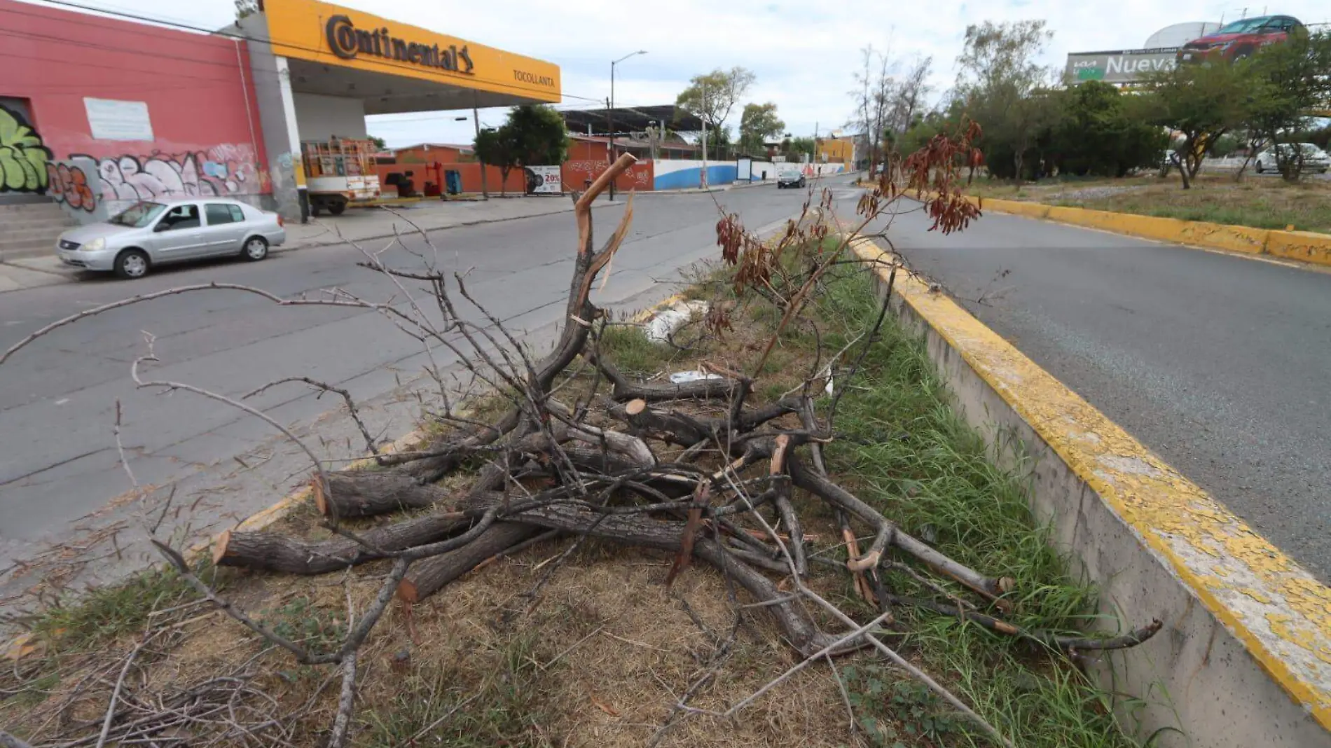 arbol derribado solache (1)